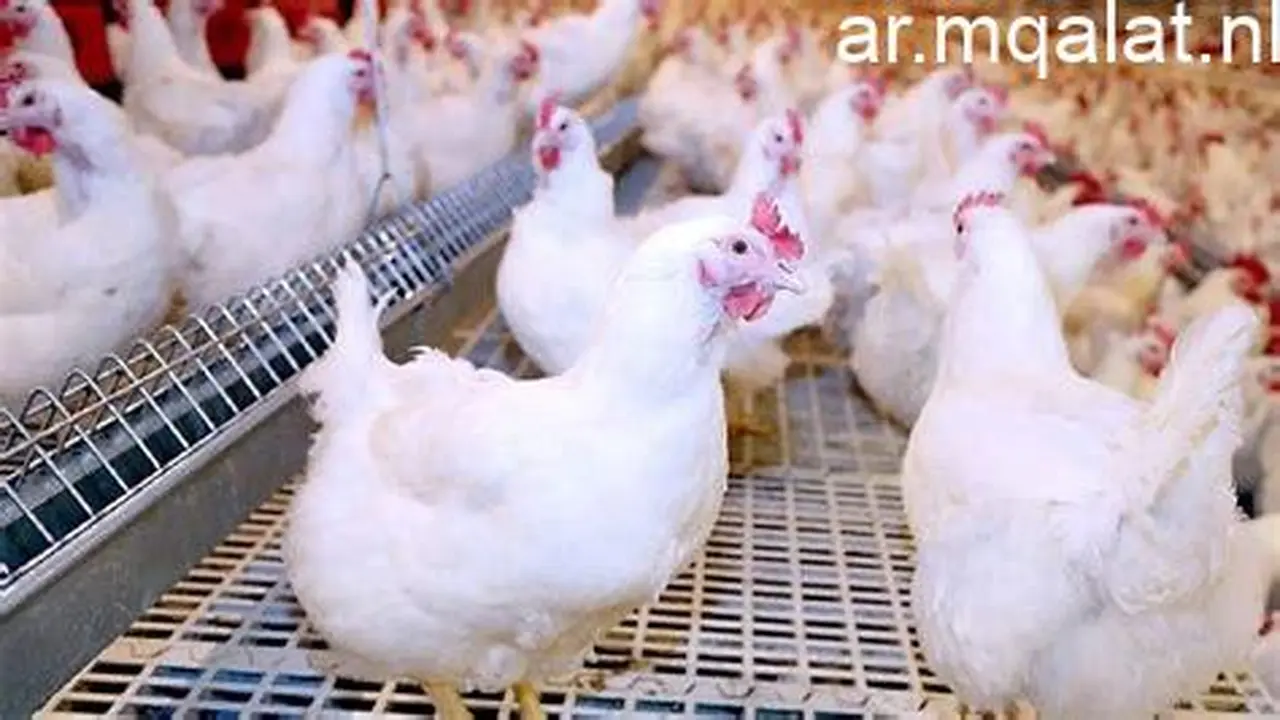 أسعار الدجاج البياض اليوم في المنوفية تثير اهتمام المزارعين